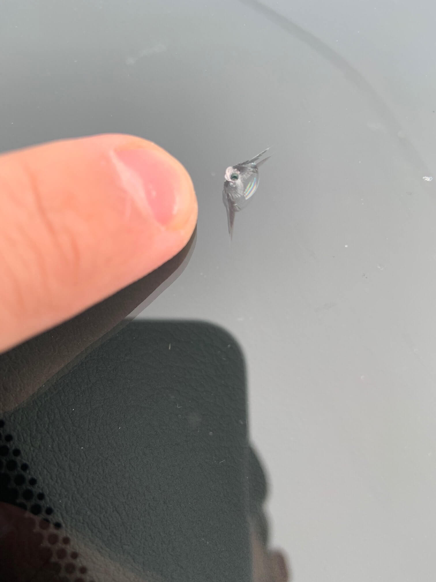 Crack and Chip Windshield Repair Windshield Repair Doc